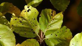 Idén is óvakodjunk a növényi károsítók behozatalától!