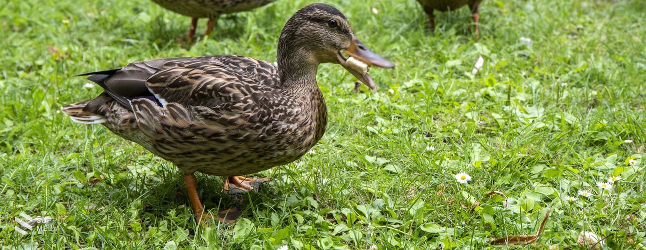 Mért ne etessük a vízimadarakat?