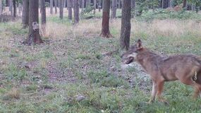 Farkas bukkant fel a Soprontól mintegy 30 km-re található Draßmarkt közelében