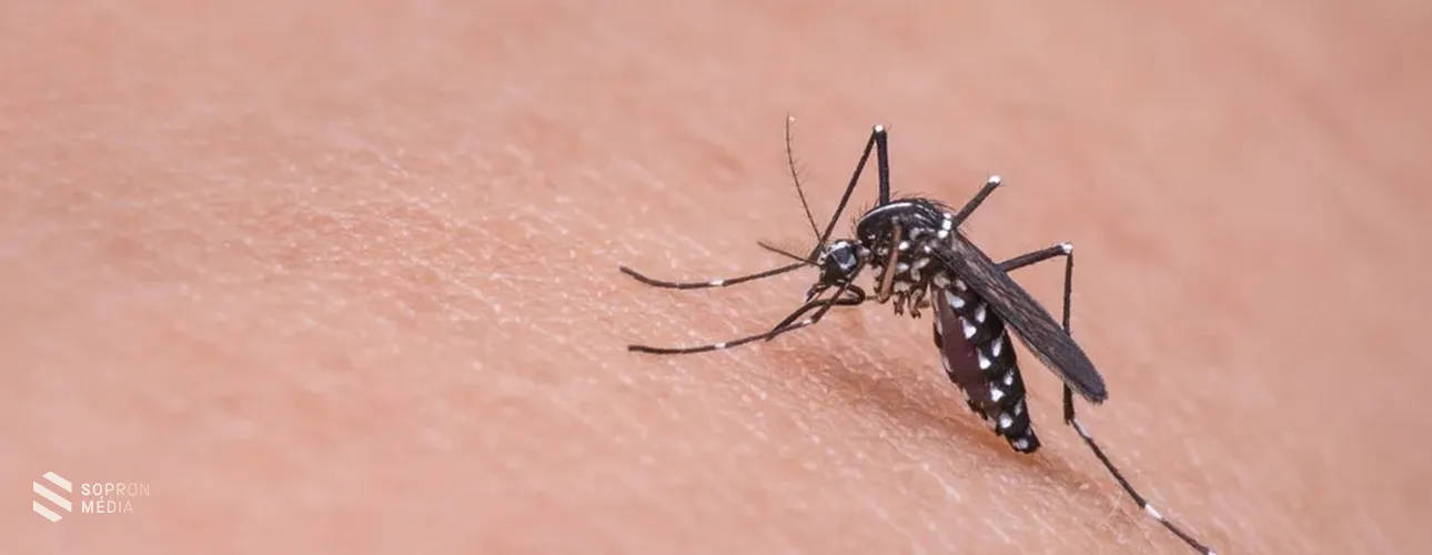 Szúnyoggyérítés lesz Sopronban