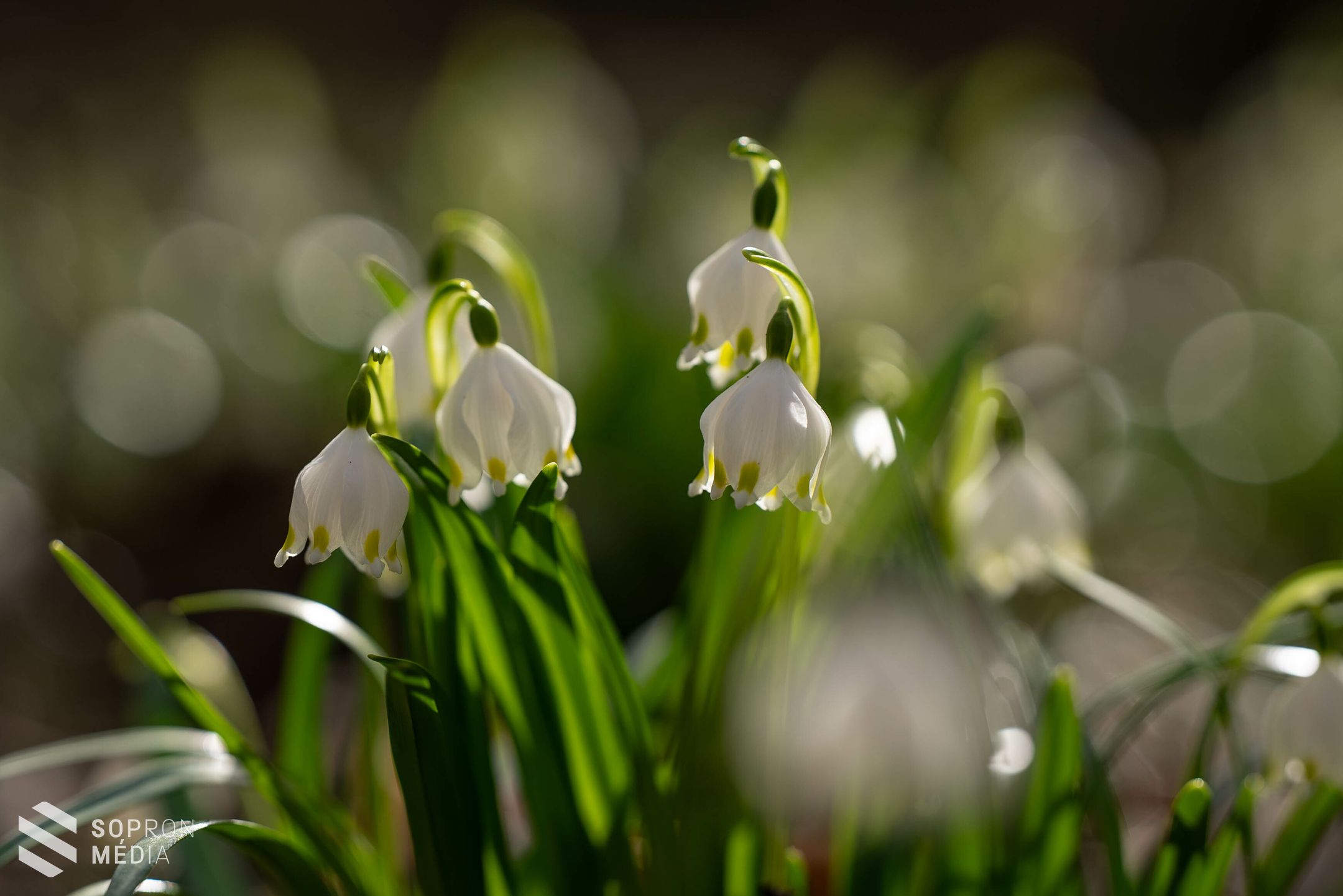 Hófehér szőnyegként borítják be a tőzikék Csáfordjánosfát