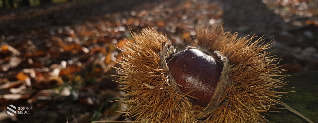 Bőven kerülhet minőségi hazai gesztenye az asztalra!