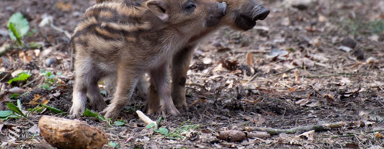 Ne vigyük haza a madárfiókákat és más kisállatokat! - figyelmeztet az MME
