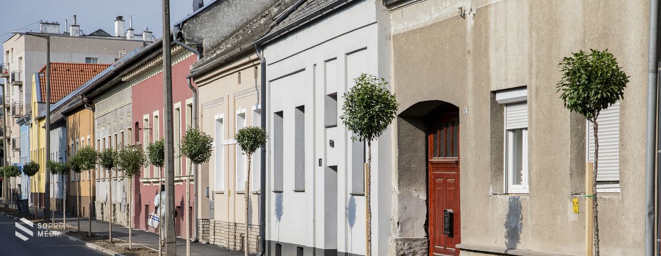 41 darab új fát ültettek a Patak utcában