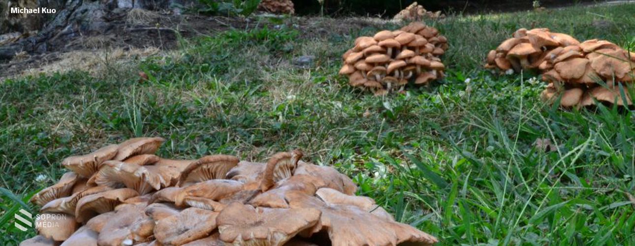 Erdőpusztulásokat okozó gombafajokat kutatnak Sopronban és Szegeden