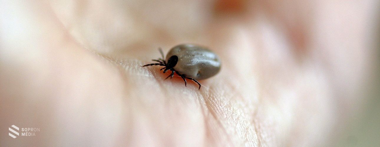 Mobilalkalmazás is segít a kullancsok elleni védekezésben