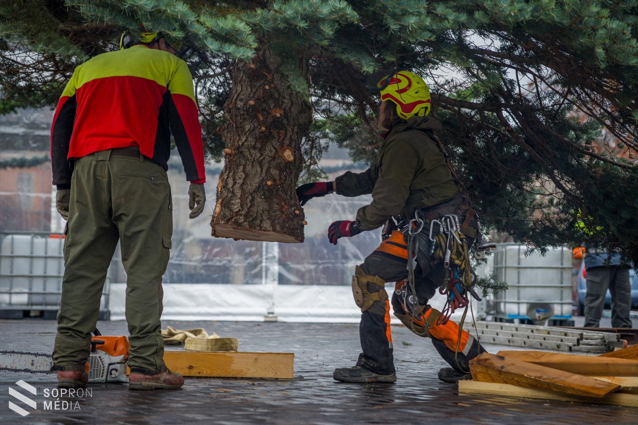 Megérkezett Sopron karácsonyfája
