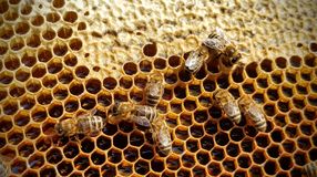 A tavasz végi időjárás megnehezítette a méhek dolgát