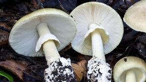 Megtalálhatták a gyilkos galóca mérgének az ellenszerét