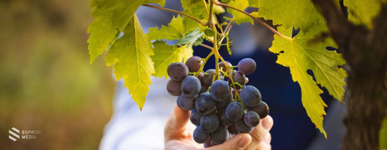 Miért szeretjük a szőlőt?