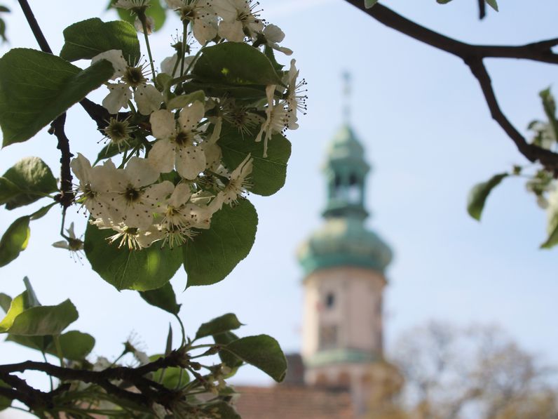 Itt a tavasz – virágba borult Sopron