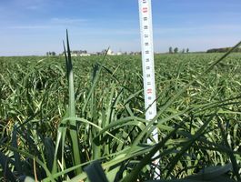 Becva festulolium - Agroprodukt Zrt.,  Ihászi 2020. április 24.