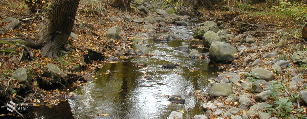 Az erdők és a víz kapcsolatát vizsgálják a Soproni Egyetem kutatói