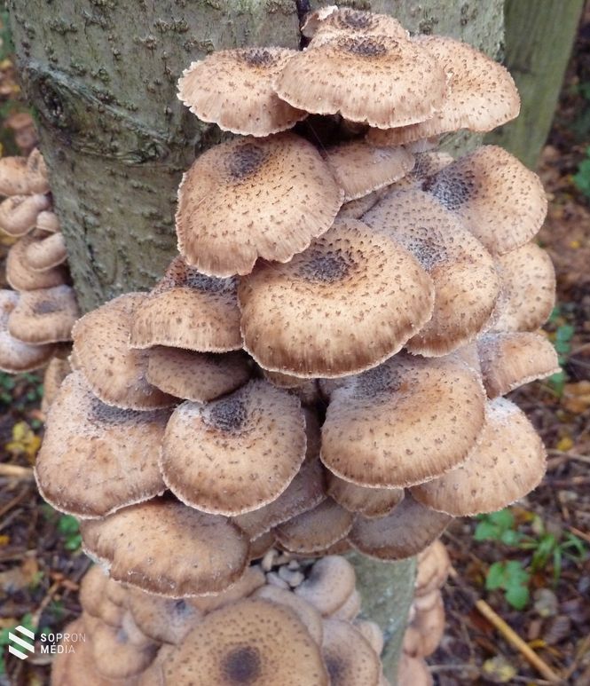 Armillaria ostoyae