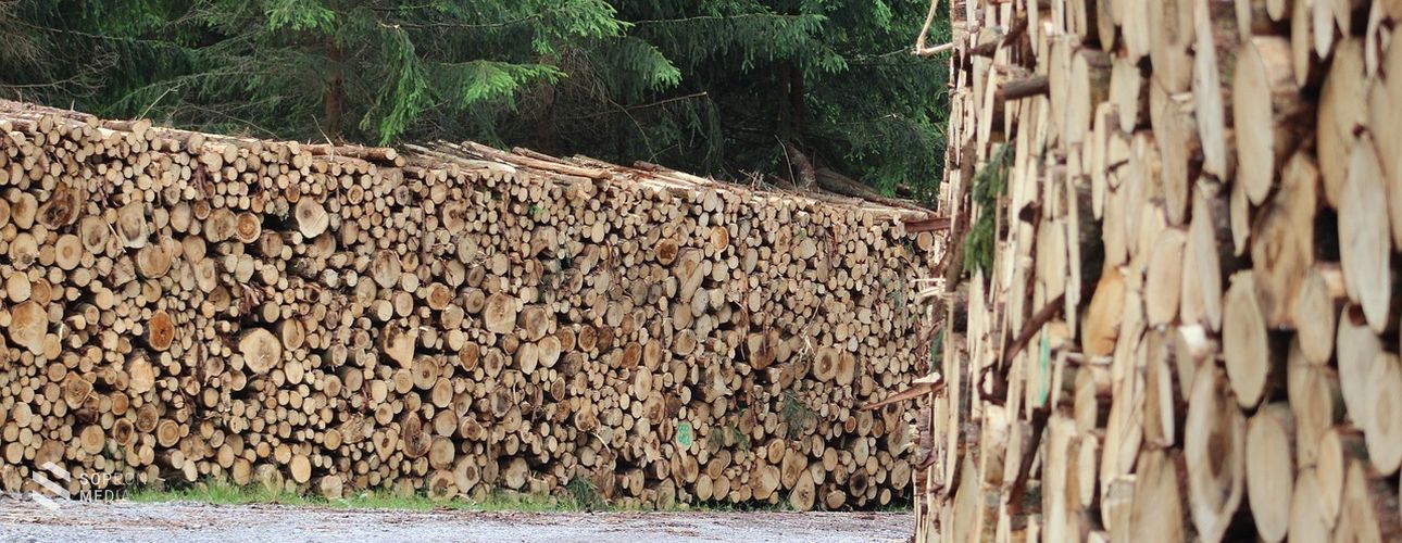 Fokozott munkálatok a soproni erdőkben