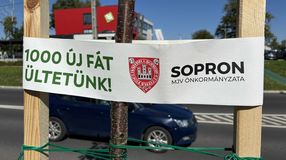 Faültetési program: 27 új fával gazdagodott az Ágfalvi út