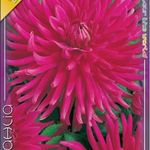 Dália Purple Gem 1 db/csomag termék képe