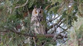 Fertőhomokon figyelték meg a legtöbb baglyot a térségben