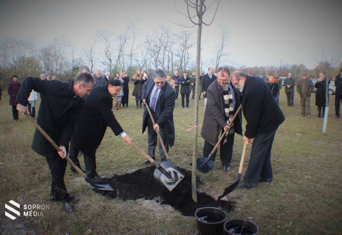 Az emlékerdőben elültették a 191. kislevelű hársfát