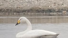 Ritka hattyúkat figyeltek meg Kapuvár közelében