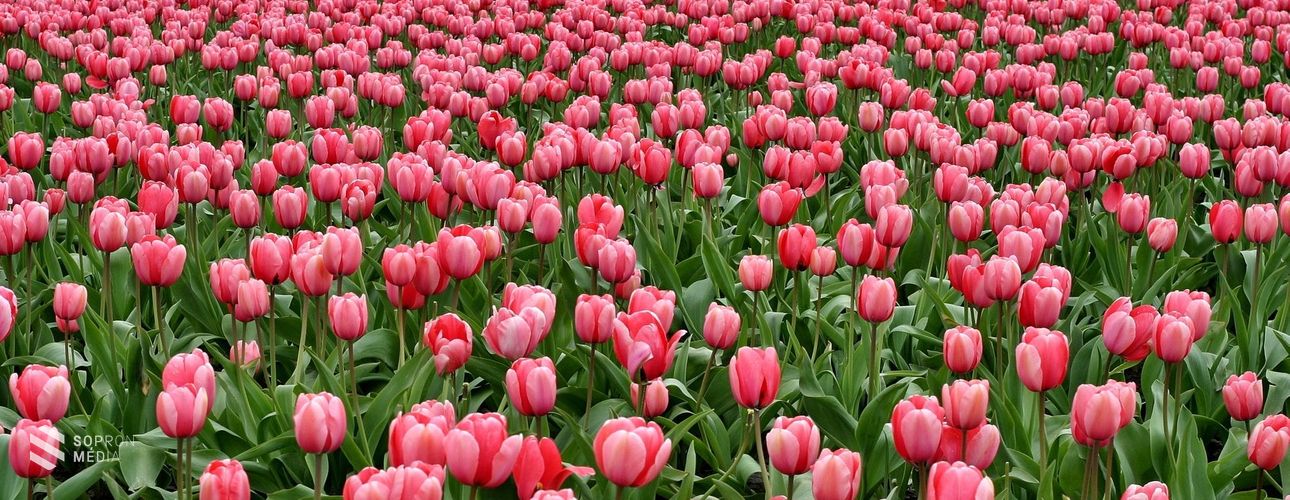 Az anyákat ünnepeljük