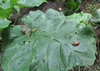 Tiszadorogmai Göbe-erdő