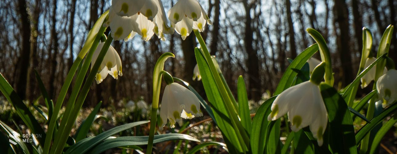 Hófehér szőnyegként borítják be a tőzikék Csáfordjánosfát