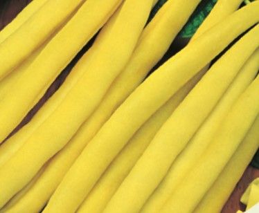 Sárgahüvelyű bokorbab Sonesta 1 kg termék képe