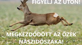 Megkezdődött az őzek násza