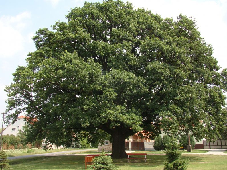 Feketevár, Királyfák, Babaház: érdekességek Babótról