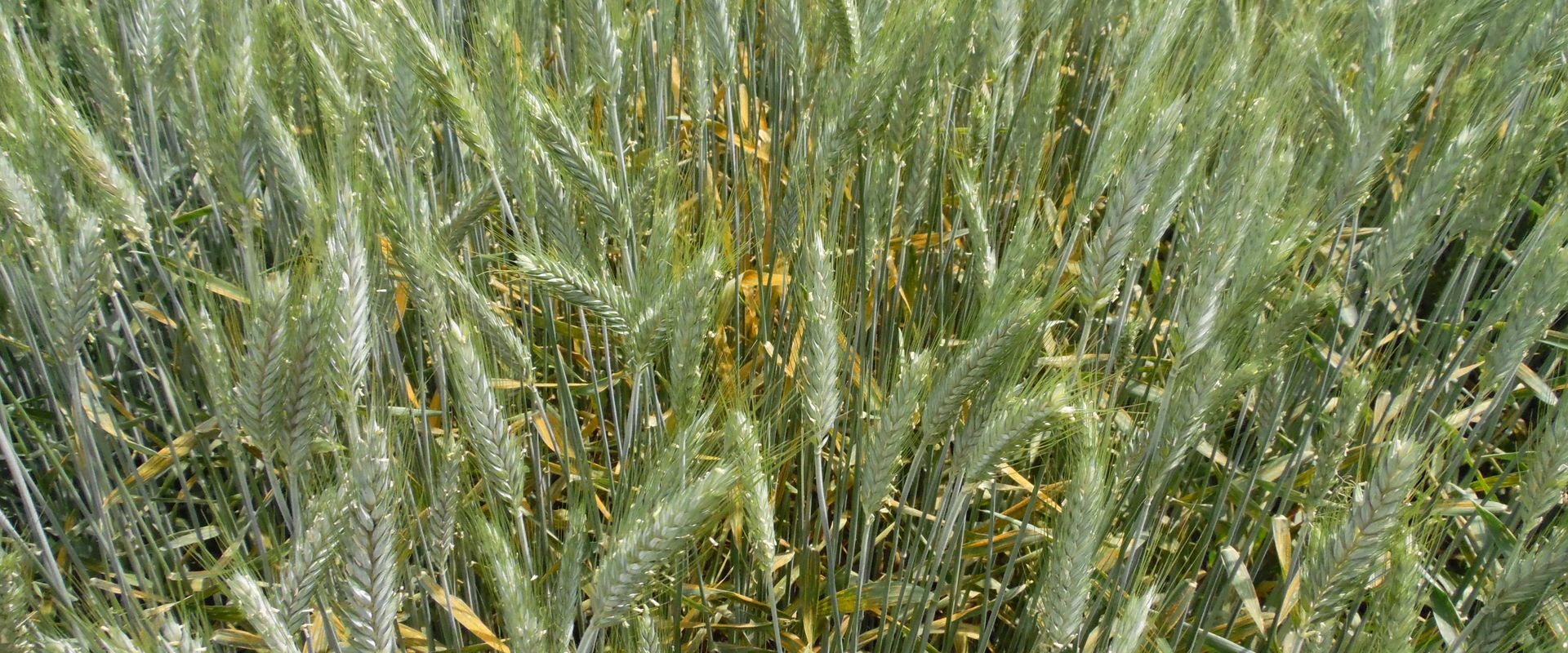 Agrofil-SZMI Kft.