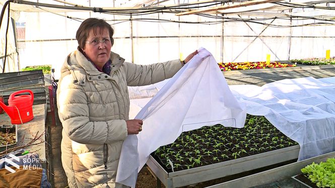 Horváth Attiláné, a Roth Gyula Iskola tanára mutatja a zöldségpalántákat, amelyek a fóliasátorban várják a jó időt