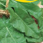 Sóska vetőmag 25 g termék képe