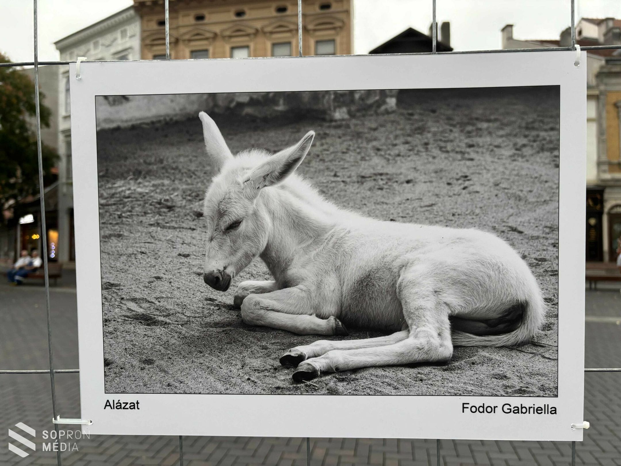 Megnyílt a szabadtéri kiállítás a magyar fotográfia napja alkalmából