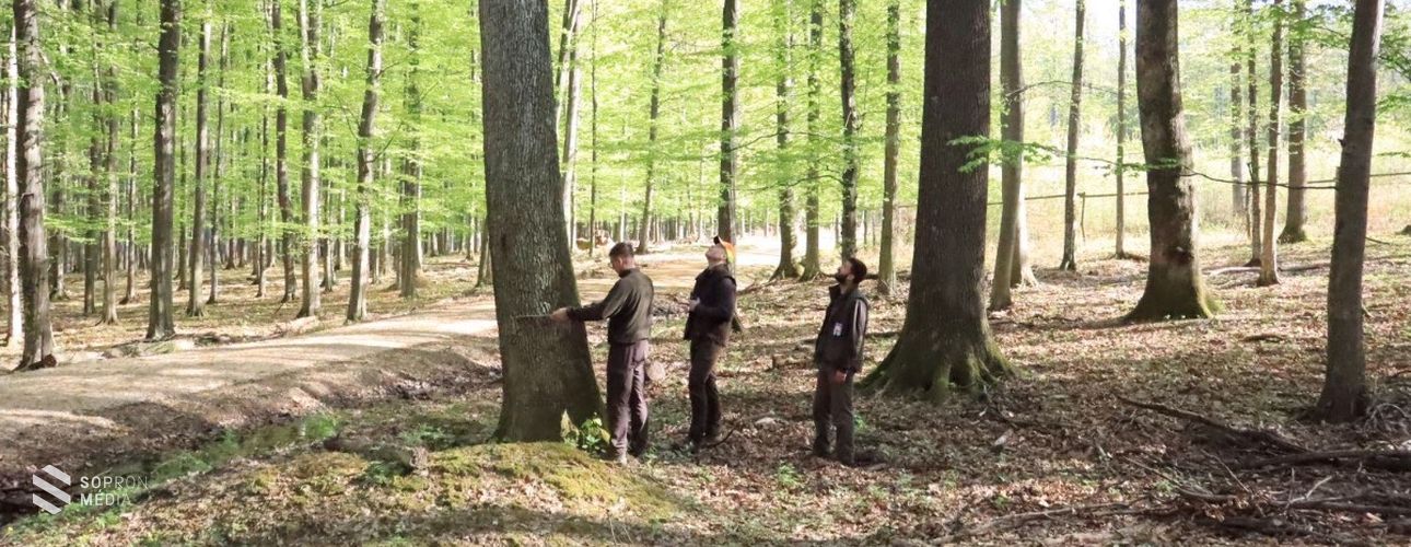 Terepen bizonyítanak a jövő erdészei