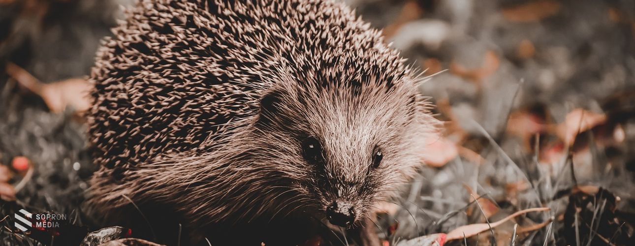 A téli álomra húzódó sünök védelmére hívja fel a figyelmet az MME