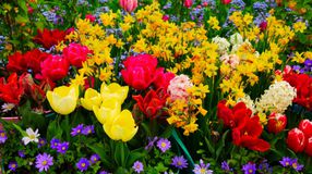 A tavasz jelképei: a virágzó hagymás növények