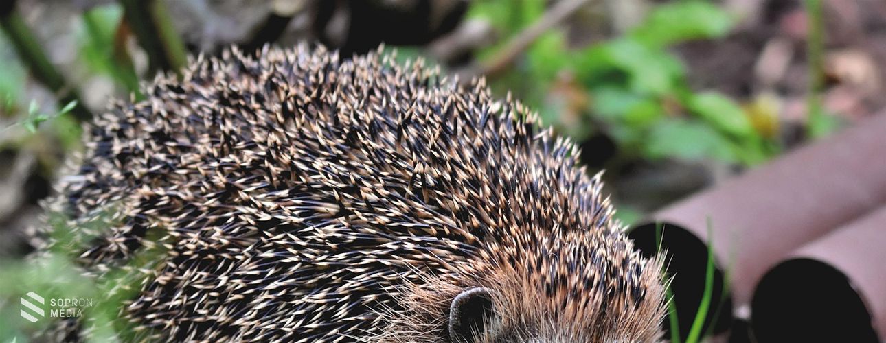 A sünök védelmére szólít fel a tavaszi kerti munkák idején az MME