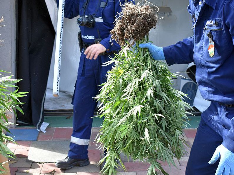 Kábítószer-termesztőkre csaptak le a csornai rendőrök