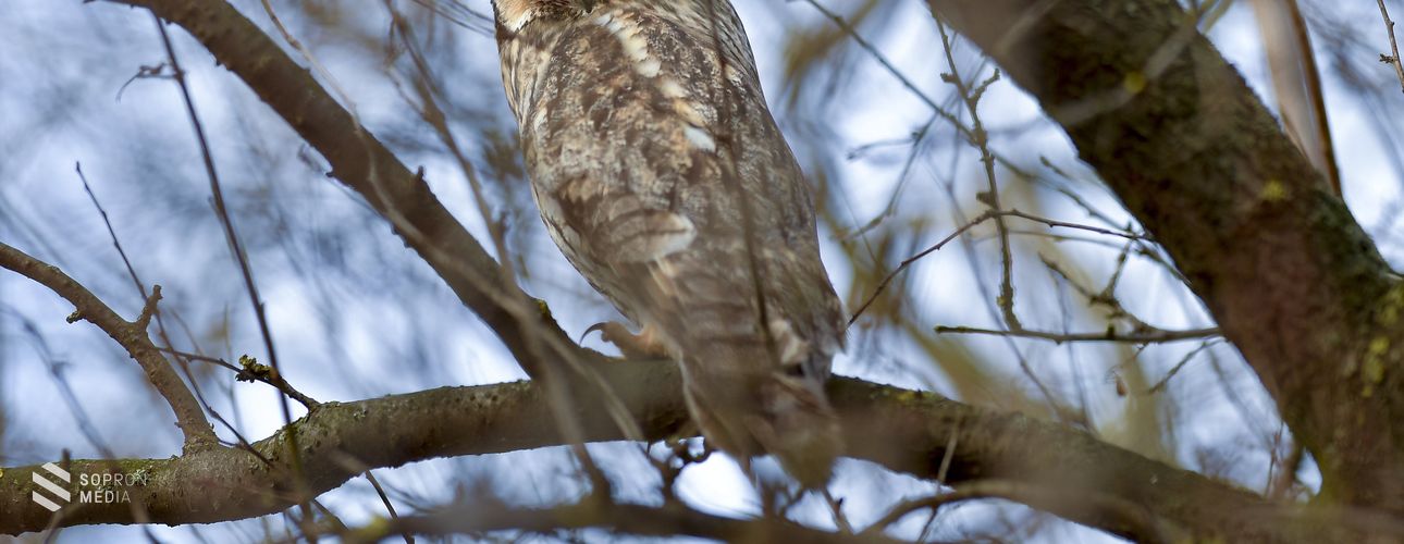 Az erdei fülesbagoly az év madara, az év hüllője a keresztes vipera
