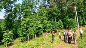 Klímaváltozásra reagáló erdészeti stratégiával segíti Franciaországot a Soproni Egyetem