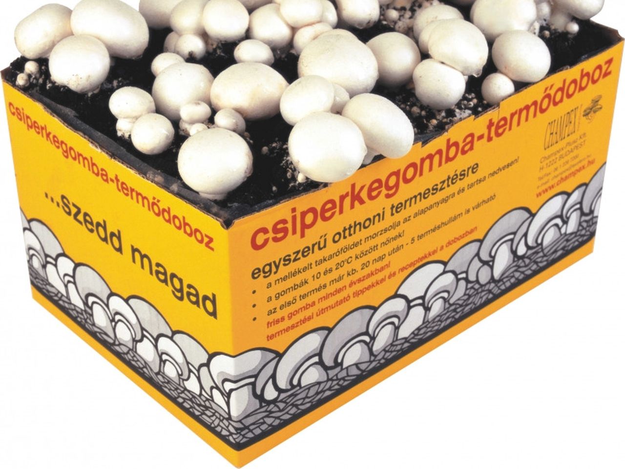 Csiperge gomba otthoni termesztése