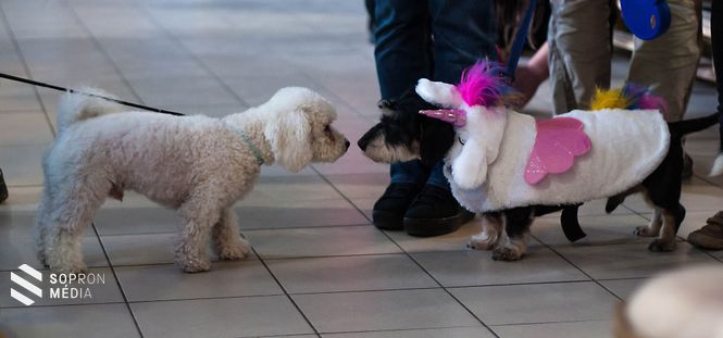 A Nektek Ugatunk Állatvédő Egyesület kreatív programokkal korbácsolja össze a városunkban és környékén élő állatbarátokat
