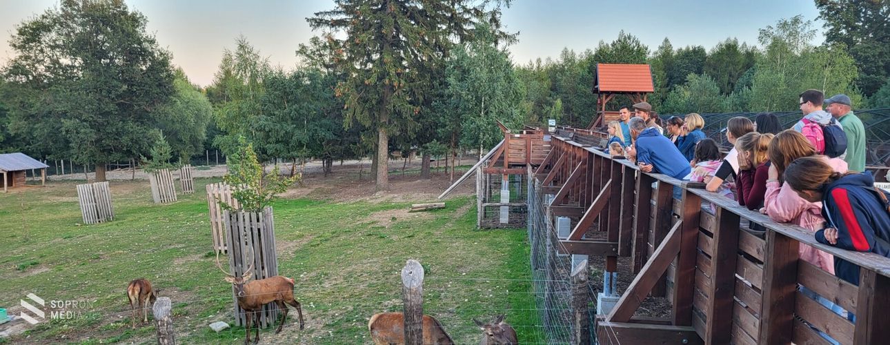 Szarvasbőgés túrákat tartottak a Muckon