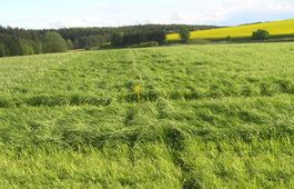 VITALSEED LEGELŐ 1. fűkeverék vetőmag /COVERMAX/