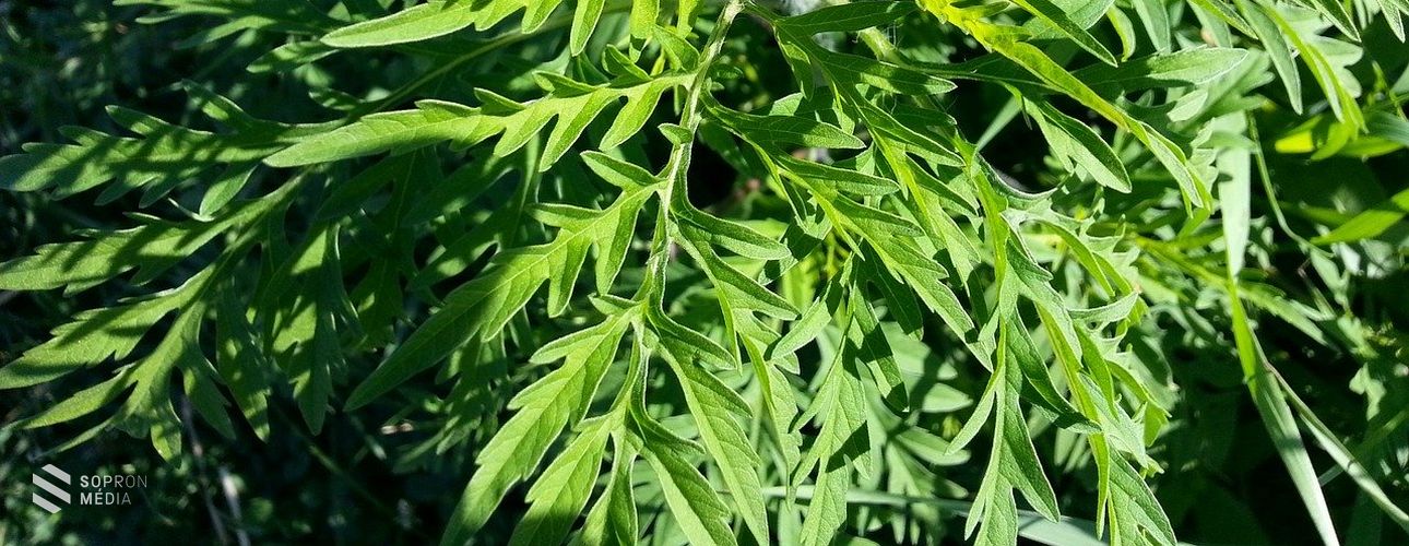 Parlagfű szezon - mit tehetünk a kellemetlen allergiás tünetek ellen?