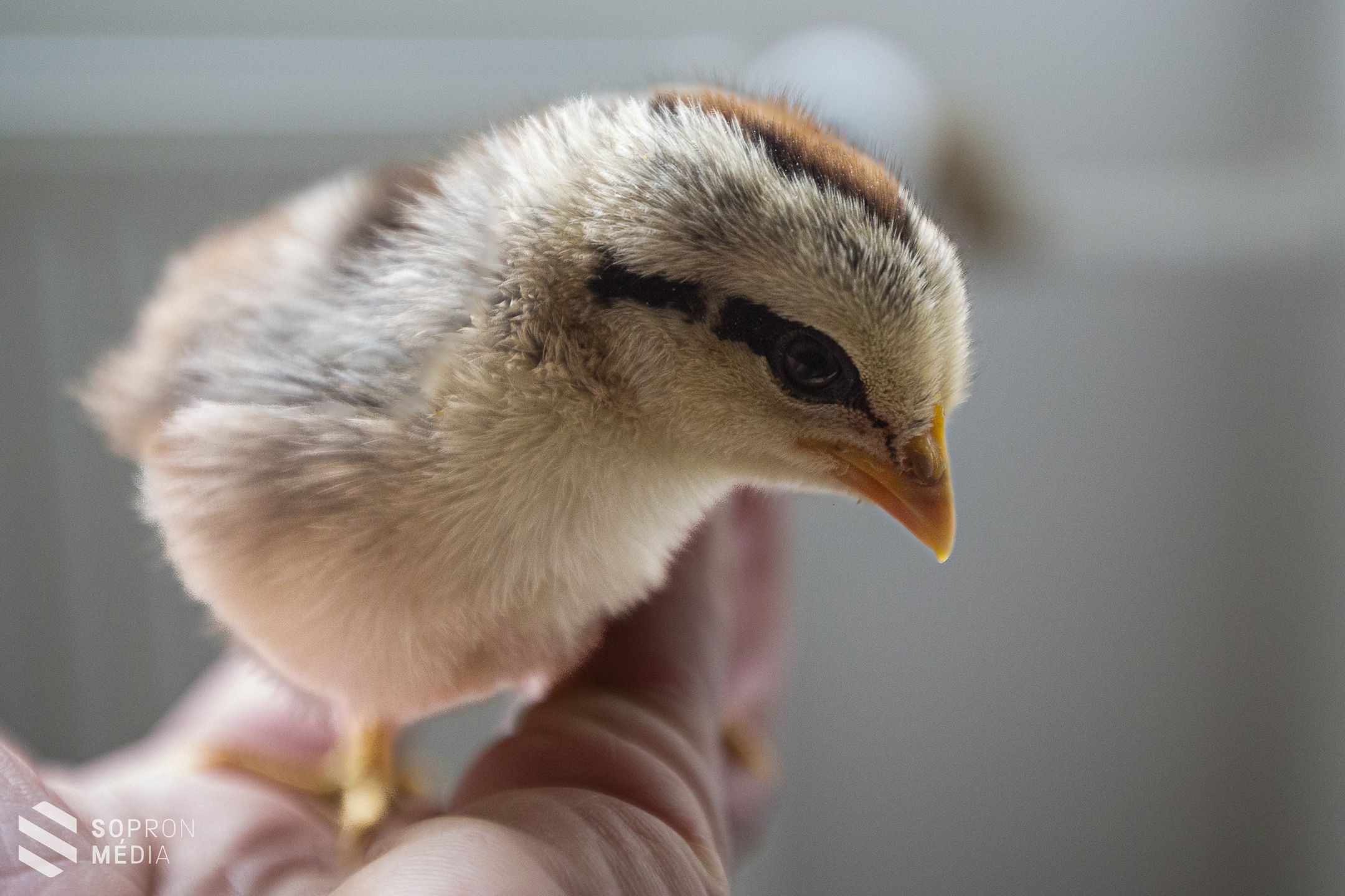 Húsvétra hangolódnak az Erdészeti Múzeumban