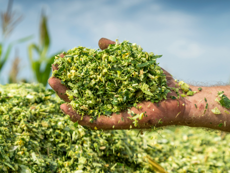 Nedves szemes, szemestermény tartósítás