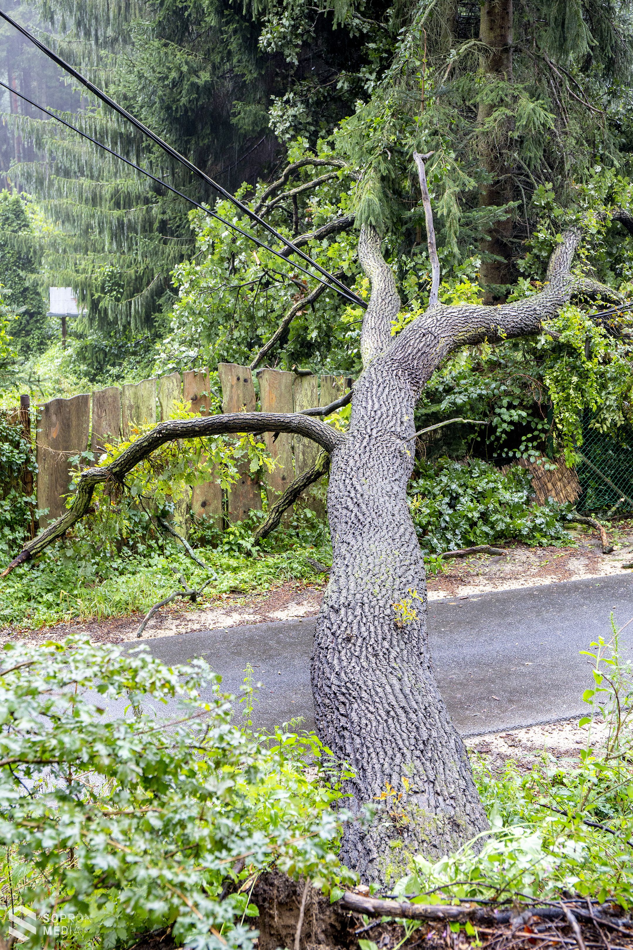Fa dőlt az útra Görbehalmon