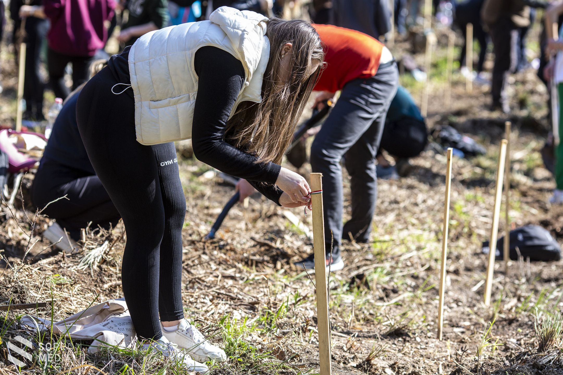 100 facsemetét ültettek el a Széchenyi tölgyfaligetben